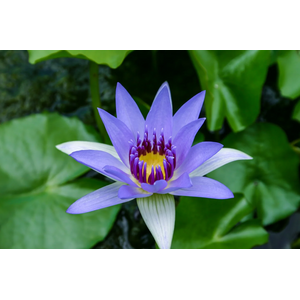 Нимфея прудовая «Колората» (Nymphaea colorata)