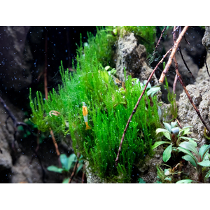 МОХ ОГОНЬ ФЛЕЙМ - Taxiphyllum sp