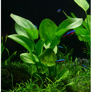 ЭХИНОДОРУС ИМПАЙ - Echinodorus Impai