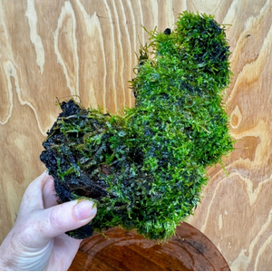 МОХ ЯВАНСКИЙ НА ЛАВЕ/КАМНЕ 10см