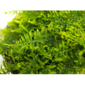 МОХ ТРЕУГОЛЬНЫЙ - Vesicularia sp. 'Triangle'