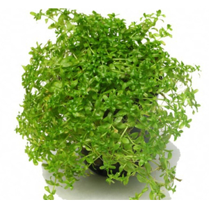 МИКРАНТЕМУМ МЕЛКОЛИСТНЫЙ - Micranthemum micranthemoides