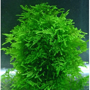 МОХ ПАВЛИНИЙ - Taxiphyllum sp. 'Peacock'