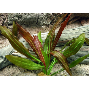 Эхинодорус африканус (Echinodorus africanus)