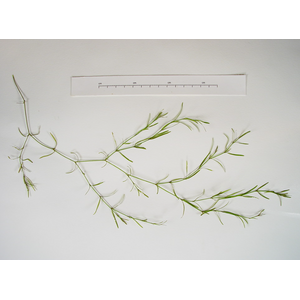 НАЯС - Najas guadelupensis