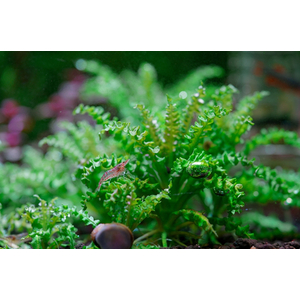 ПОГОСТЕМОН ХЕЛФЕРА - Pogostemon helferi