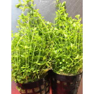 МИКРАНТЕМУМ МЕЛКОЛИСТНЫЙ - Micranthemum micranthemoides