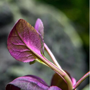 РАСТЕНИЕ на кочке ЛОБЕЛИЯ КАРДИНАЛЬСКАЯ