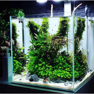 ГИДРОКОТИЛА ТРИПАРТИТА - Hydrocotyle Tripartita