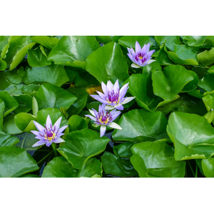 Нимфея прудовая «Колората» (Nymphaea colorata)