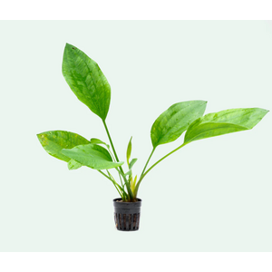 ЭХИНОДОРУС АРГЕНТИНСКИЙ - Echinodorus argentinensis