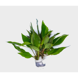 ЛИМОННИК КОМПАКТ - Hygrophila corymbosa compact