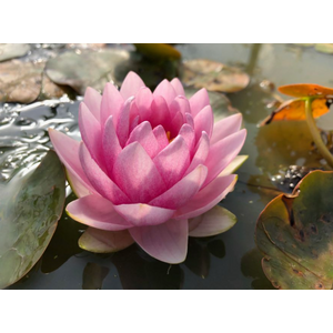 НИМФЕЯ МАДАМ ( РОЗОВАЯ ) - Nymphaea madam