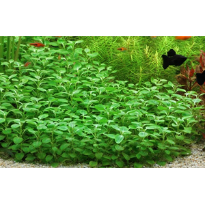 ЛОБЕЛИЯ КАРДИНАЛЬСКАЯ МАЛАЯ - Lobelia cardinalis Small Form