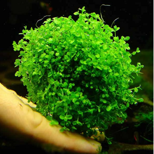 Микрантенум Монте Карло