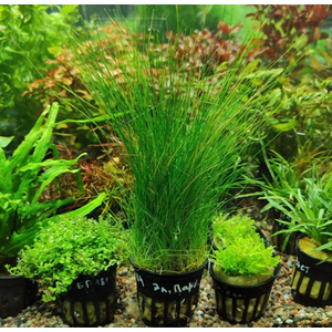 ЭЛЕОХАРИС ПАРВУЛА