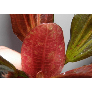Эхинодорус «Красная жемчужина» (Echinodorus 'Hadi Red Pearl' / 'Red Pearl')