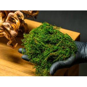 МОХ ОГОНЬ ФЛЕЙМ - Taxiphyllum sp