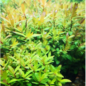 НИЗЕЯ ЗОЛОТАЯ - Nesaea pedicellata gold