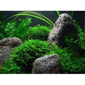 МОХ ПАВЛИНИЙ - Taxiphyllum sp. 'Peacock'