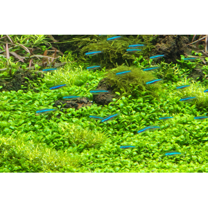 ГЛОССОСТИГМА НА КАМНЕ