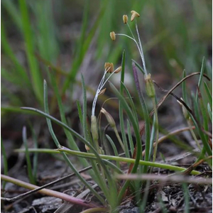ЛИТОРЕЛЛА УНИФЛОРА - Littorella uniflora