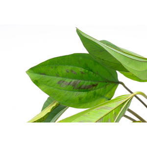 ЭХИНОДОРУС СЕРДЦЕЛИСТНЫЙ - Echinodorus cordifolius