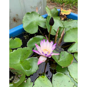 НИМФЕЯ ПРУДОВАЯ ПУРПЛ ДЖОЙ ( фиолетово-белый ) - Nymphaea purple joy