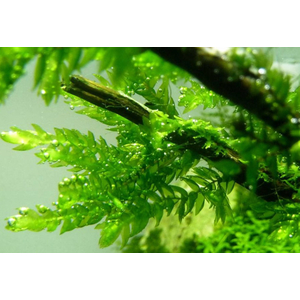 МОХ ФОНТИНАЛИС виллоу - Fontinalis antipyretica 10-12см