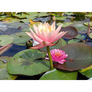 НИМФЕЯ ПРУДОВАЯ КОЛОРАДО ( ОРАНЖЕВАЯ ) - Nymphaea colorado