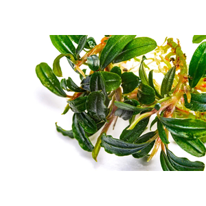 Буцефаландра Боян мини узколистная (Bucephalandra 'Boyan Mini Narrow')