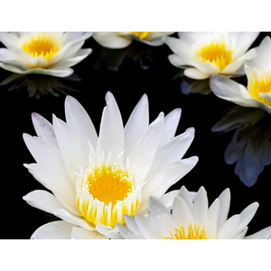 НИМФЕЯ ПРУДОВАЯ КОЛОССЕЯ ( БЕЛАЯ ) - Nymphaea colossea