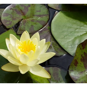 НИМФЕЯ ПРУДОВАЯ ШАРЛИН ( ЖЕЛТАЯ ) - Nymphaea charlene YELLOW