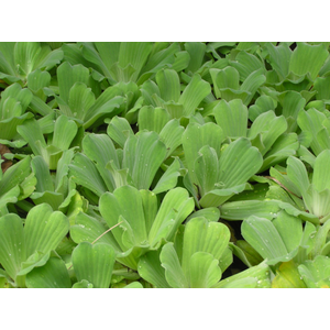 ПИСТИЯ 6-10см - Pistia stratiotes