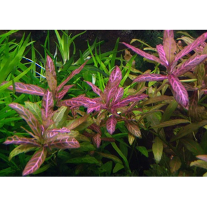 ГИГРОФИЛА УЗОРЧАТАЯ РОЗОВАЯ