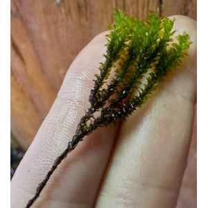 МОХ МАЙБАРАЙ - Distichophyllum Maibarae