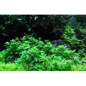 СТАУРОГИН ПОЛЗУЧИЙ - Staurogyne repensСТАУРОГИН ПОЛЗУЧИЙ - Staurogyne repens