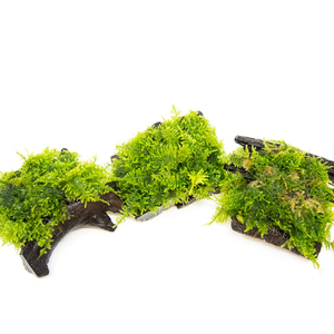 МОХ ТРЕУГОЛЬНЫЙ - Vesicularia sp. 'Triangle'