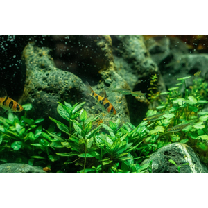 СТАУРОГИН ПОЛЗУЧИЙ - Staurogyne repens