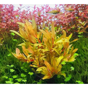 НИЗЕЯ ЗОЛОТАЯ - Nesaea pedicellata gold