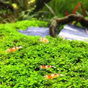 Монте Карло