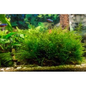 МОХ ЯВАНСКИЙ НА ЛАВЕ/КАМНЕ 10смМОХ ЯВАНСКИЙ НА ЛАВЕ/КАМНЕ 10см