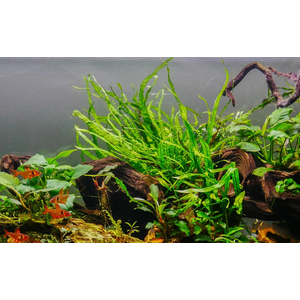 ПАПОРОТНИК УЗКОЛИСТНЫЙ - Microsorum pteropus 'Narrow'