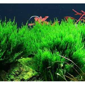 МОХ ОГОНЬ ФЛЕЙМ - Taxiphyllum sp
