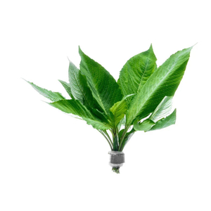 ЛИМОННИК КОМПАКТ - Hygrophila corymbosa compact