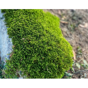 МОХ ассорти ДЛЯ ТЕРРАРИУМА / ПАЛЮДАРИУМА / ФЛОРАРИУМА