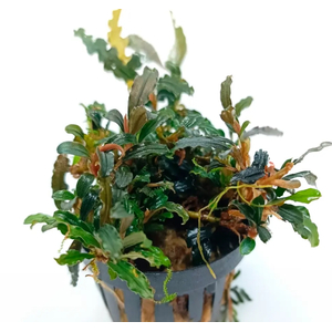 Буцефаландра Боян мини узколистная (Bucephalandra 'Boyan Mini Narrow')