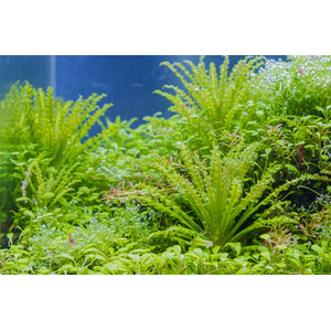 ПОГОСТЕМОН ХЕЛФЕРА - Pogostemon helferi