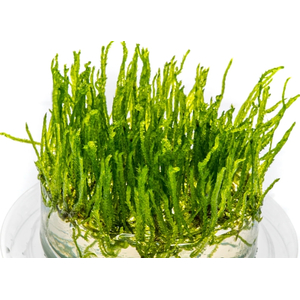 МОХ ПАВЛИНИЙ - Taxiphyllum sp. 'Peacock'