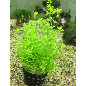 МИКРАНТЕМУМ МЕЛКОЛИСТНЫЙ - Micranthemum micranthemoides